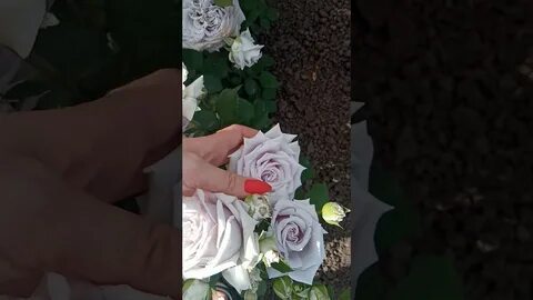 Замки роз снегова