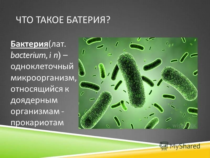 Одноклеточные бактерии названия. Организмы относящиеся к бактериям. Зеленая бактерия название. Доядерные бактерии.