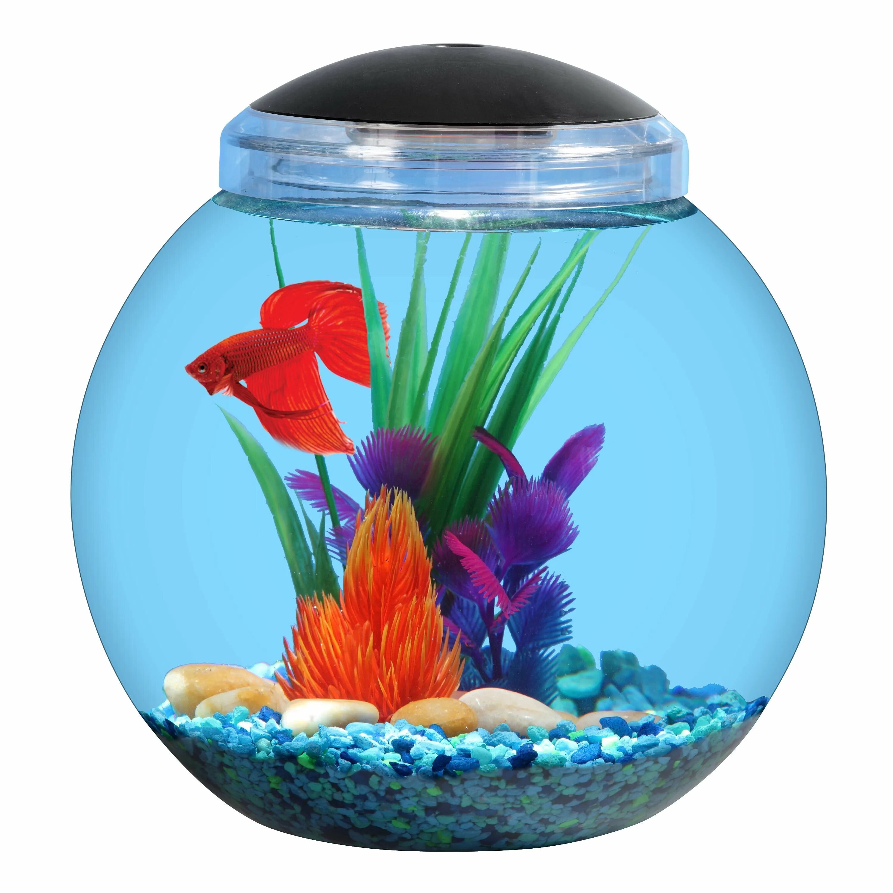 Какие рыбки могут жить одни. Betta Fish Aquarium. Круглый аквариум. Круглый аквариум с рыбками. Рыба в круглом аквариуме.