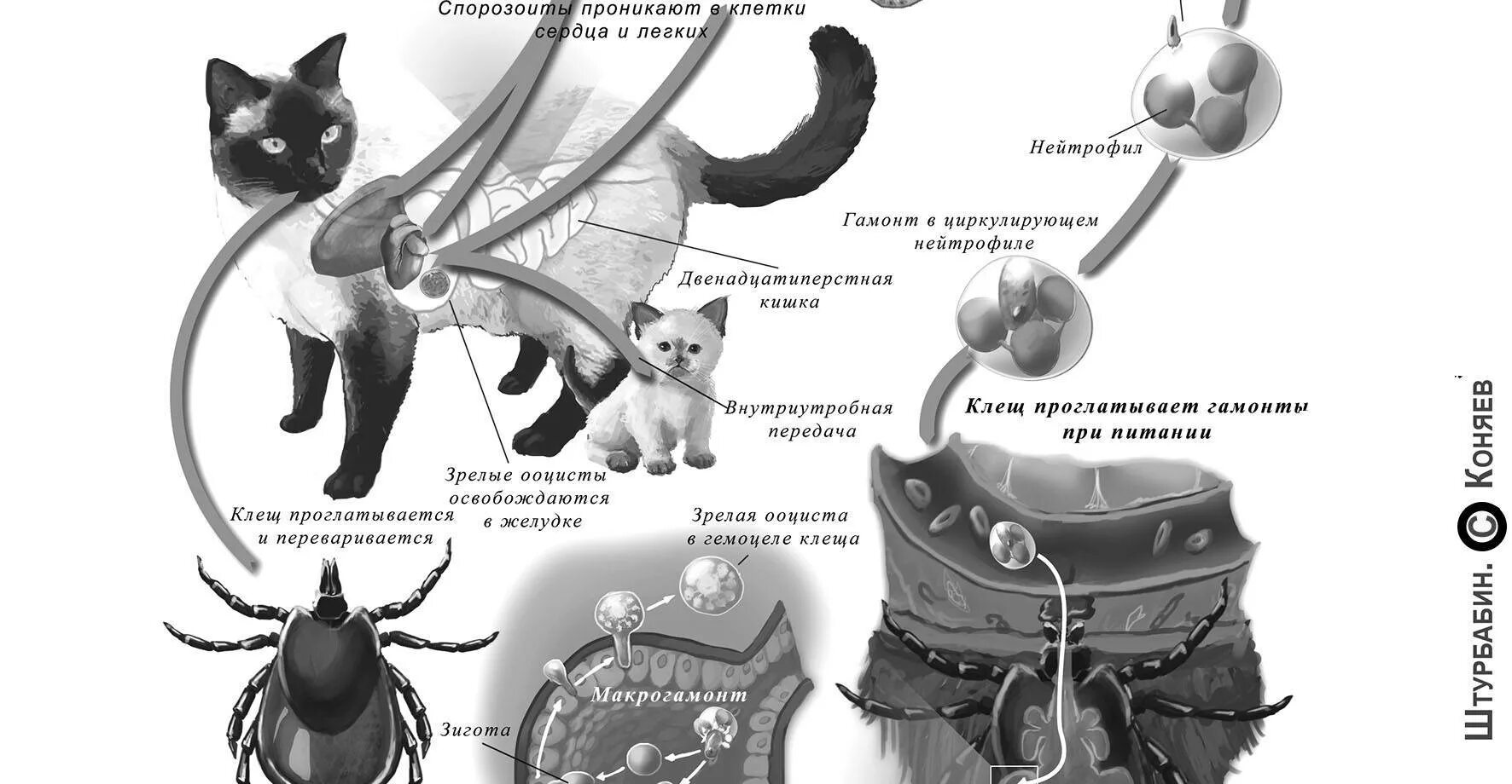 Лечение пироплазмоза у собак схема лечения. Пироплазмоз собак схема. Микоплазмоз у кошек схема.