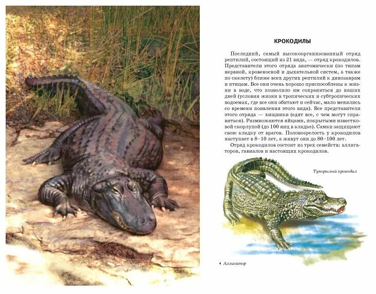 отряд крокодилы виды. отряд крокодилы классификация. отряд крокодилы представители. представители отряяда крокоди лы. отряд пресмыкающиеся отряд крокодилы.