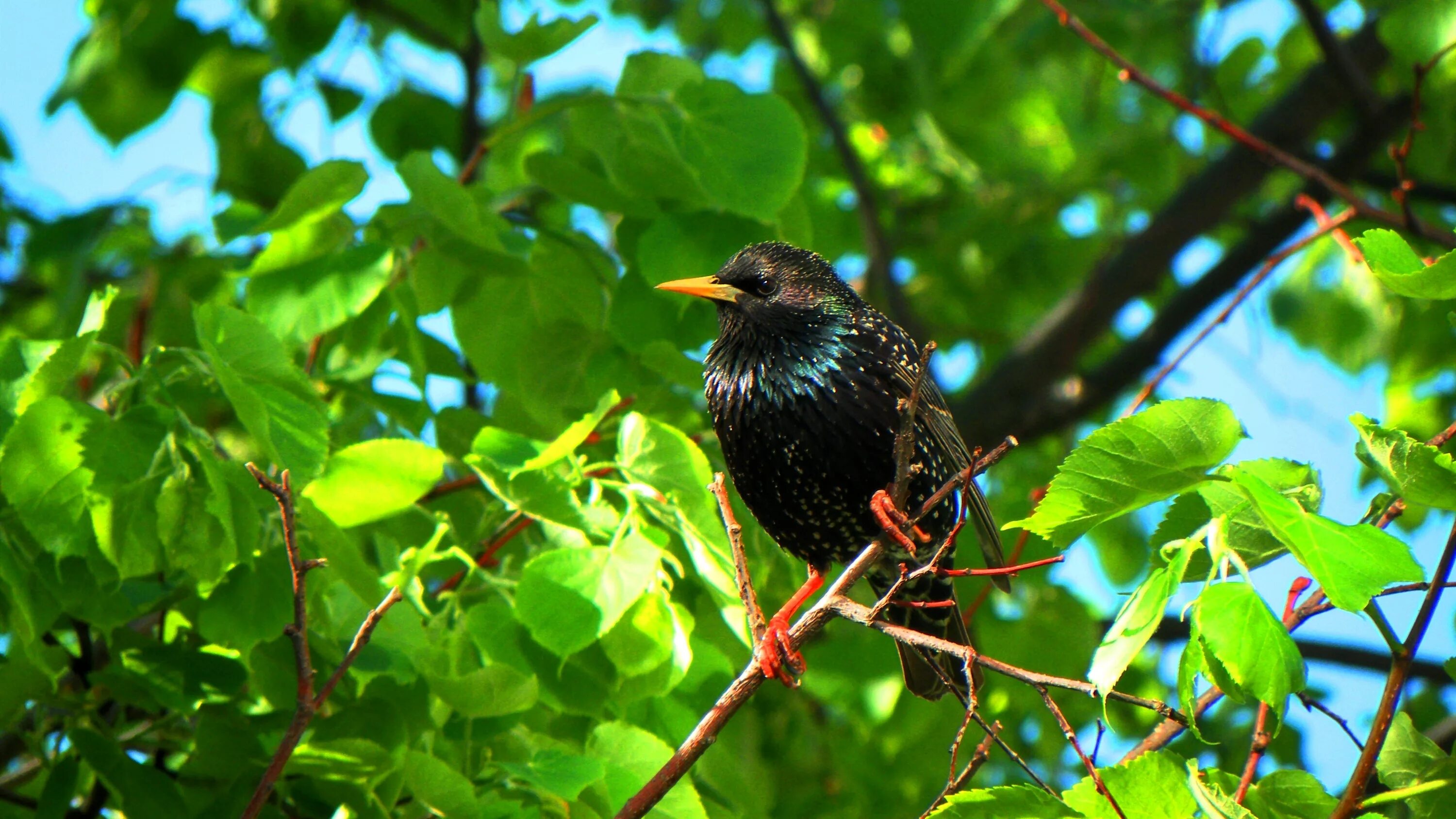 скворцы в саду. скворцы в саду. скворец ягодник. скворцы в подмосковье. скворец ягодник.