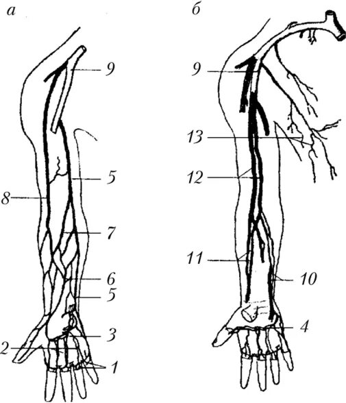 Вены верхней конечности анатомия схема. Топография вен верхних конечностей. Верхняя конечность Вена анатомия. Поверхностные вены верхней конечности. Кровообращение верхней конечности
