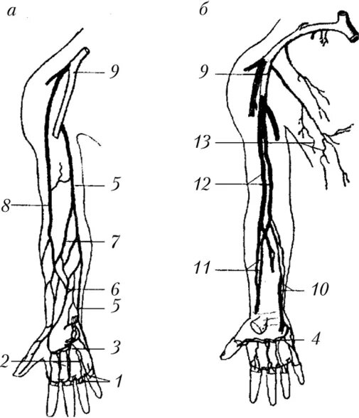 Вены верхней конечности. Топография вен верхних конечностей. Кровоснабжение верхней конечности вены. Вены верхней конечности схема. Поверхностные и глубокие вены верхней конечности.