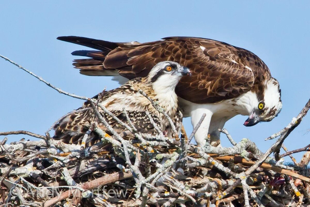 Хищные птицы с названием. Лунь это хищная птица. Ястреб тетеревятник сапсан. Выберите хищную птицу. Отряд соколообразные.