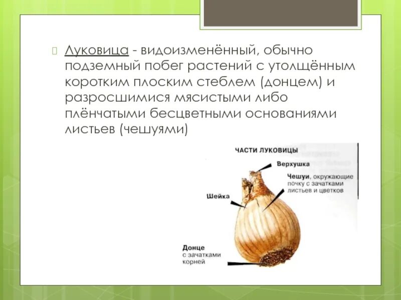 Какую функцию выполняют сухие чешуи. Донце – видоизмененный стебель луковицы?. Клубнелуковица побег стебель. Видоизменения побегов луковица. Строение видоизмененных побегов корневище луковица клубень.