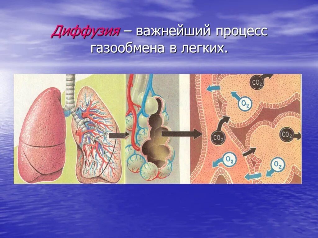 Диффузия в организме человека сообщение. Роль диффузии в организме человека. важнейший процесс газообмена в легких. диффузия в дыхании человека. диффузия при газообмене в легких.