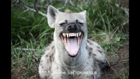 Ржу 22