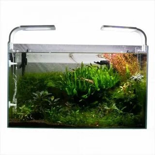 Aquael leddy plant
