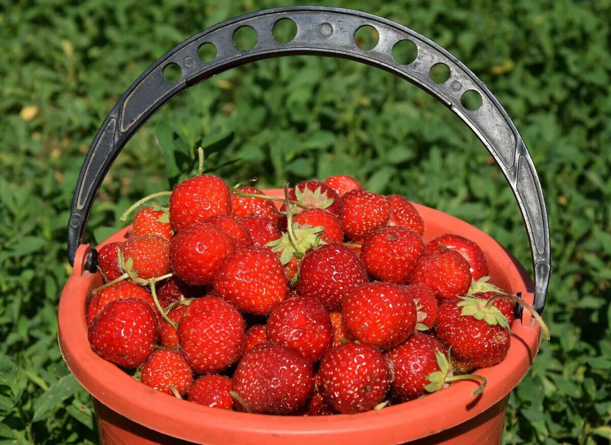 гигант клубника рассада. урожайный куст клубники. сколько урожая клубники. клубника урожайная. земляника ред гонтлет.