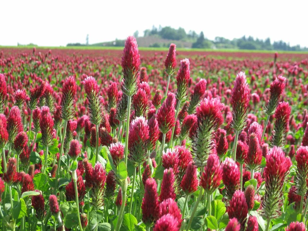 Provided plants. Клевер красный. Trifolium incarnatum. Crimson and Clover. Cover Crop.