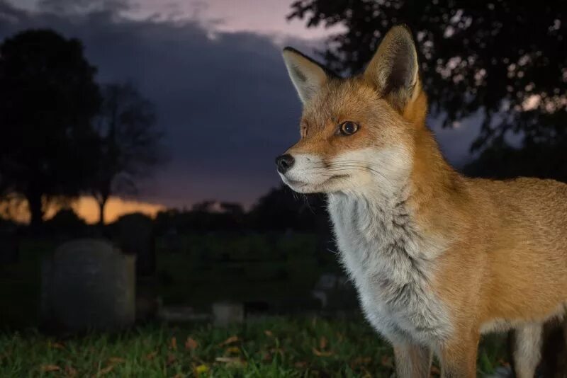 Лиса на кладбище. Лисичка на кладбище. Лиса в Лондоне. Лиса на даче. Most fox