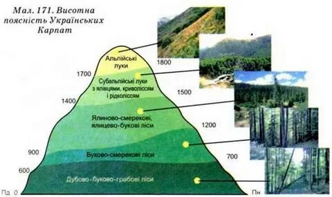 Нижний пояс карпат