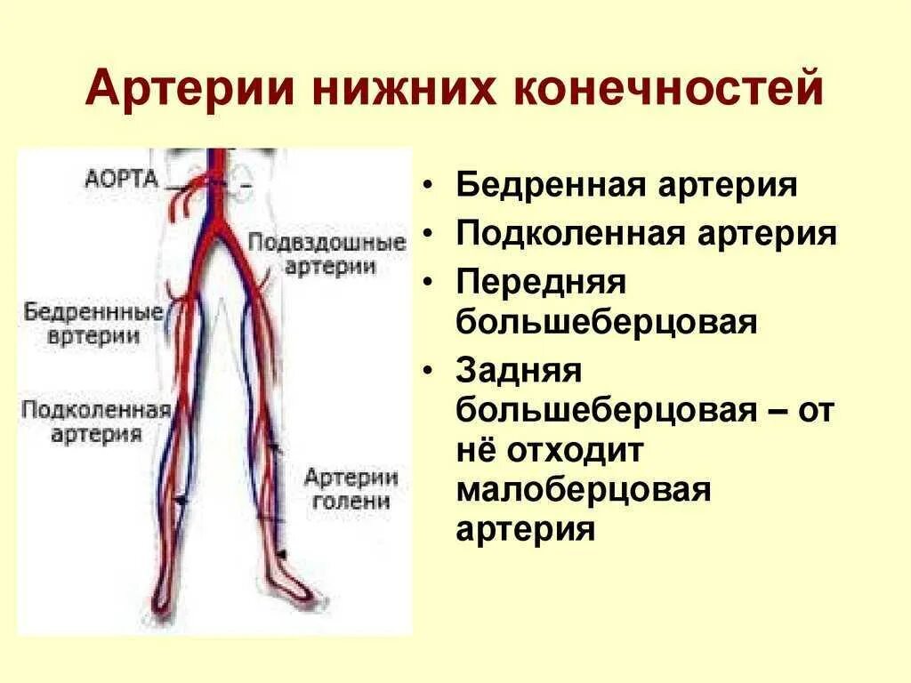 Кровообращение бедренной артерии. Коллатеральное кровообращение верхней конечности. особенности строения стенки вен нижней конечности. кровоснабжение нижней конечности. анатомия магистральных артерий нижних конечностей.