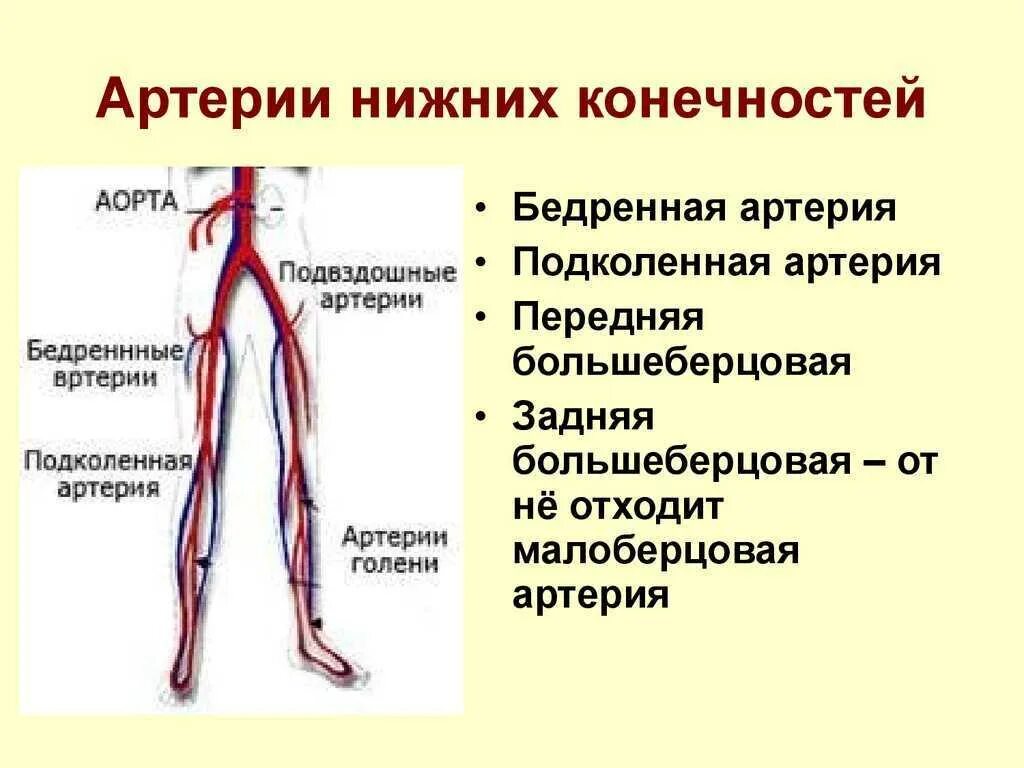 Коллатеральное кровообращение верхней конечности. Особенности строения стенки вен нижней конечности. Артерии нижних конечностей схема. Кровоснабжение нижней конечности. Основные артерии стопы