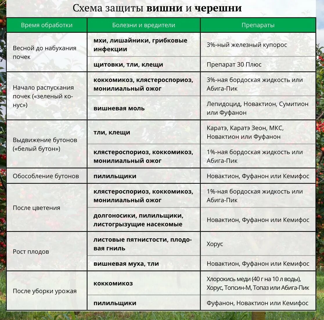 Обработка хвойных весной от болезней. Препараты от вредителей плодовых деревьев и кустарников. Таблица опрыскивания садов препаратами. Схема обработки плодовых деревьев весной. Весенняя обработка плодовых деревьев.