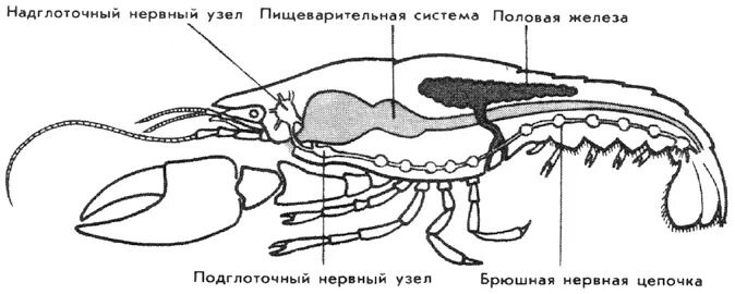 Половая ракообразных. Пищеварительная и нервная система ракообразных. внутреннее строение ракообразных половая система. пищеварительная система членистоногих. биология 7 класс половая система ракообразных.