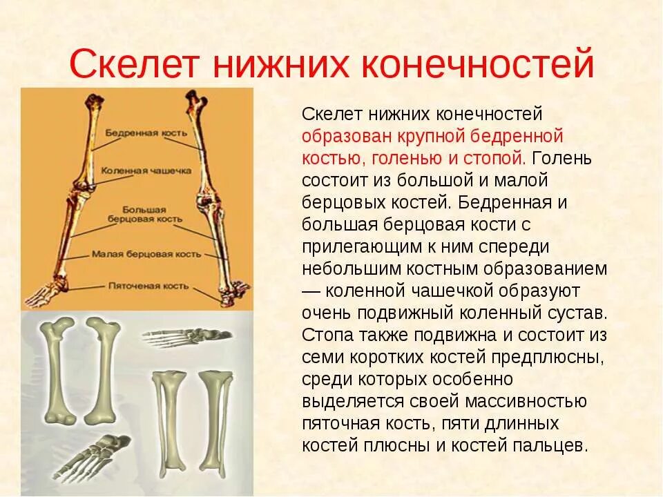 Большая берцовая и малая берцовая кость. Скелет нижнихонечностей. Скелет конечностей человека. Строение скелета конечностей.