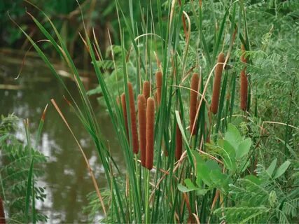 Survival plants