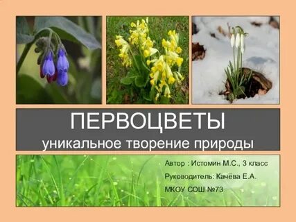 Комплекс с первоцветом