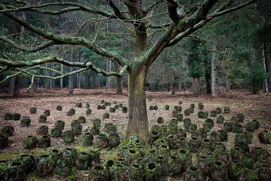 Шервудский лес в Англии. Таинственный Шервудский лес Англия. Загадочные формы