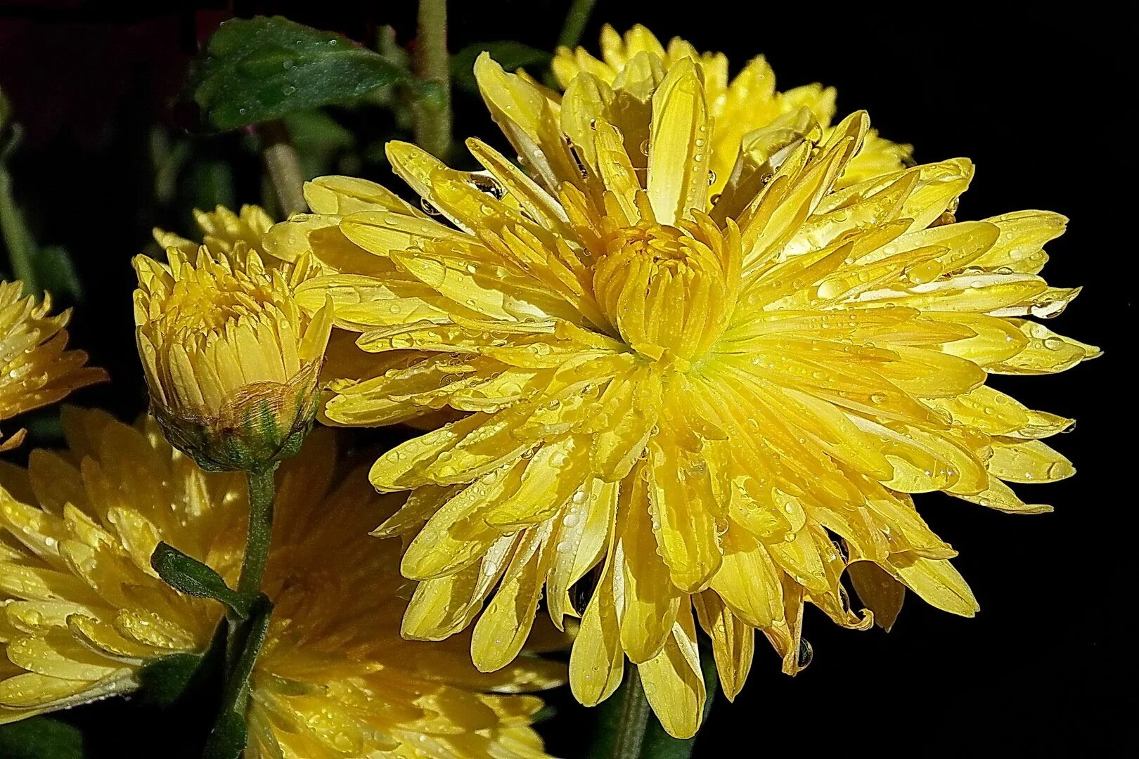 Хризантема утренняя роса. Хризантема migoli. Хризантемами дождь. Хризантемами дождь. Фото осень хризантемы дождь.