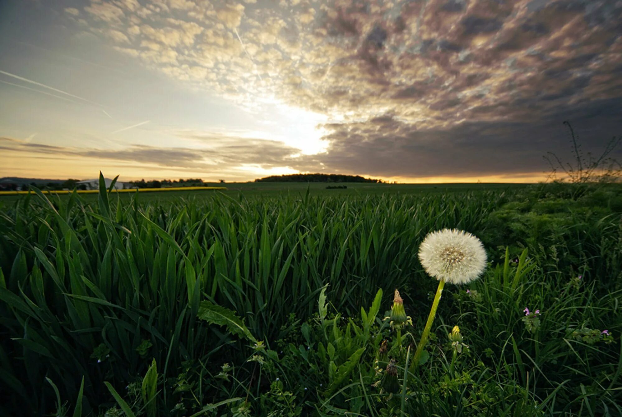 Одуванчик ночью. Пейзаж с одуванчиками. Одуванчик ночью. Ночные одуванчики. Одуванчики ночью.