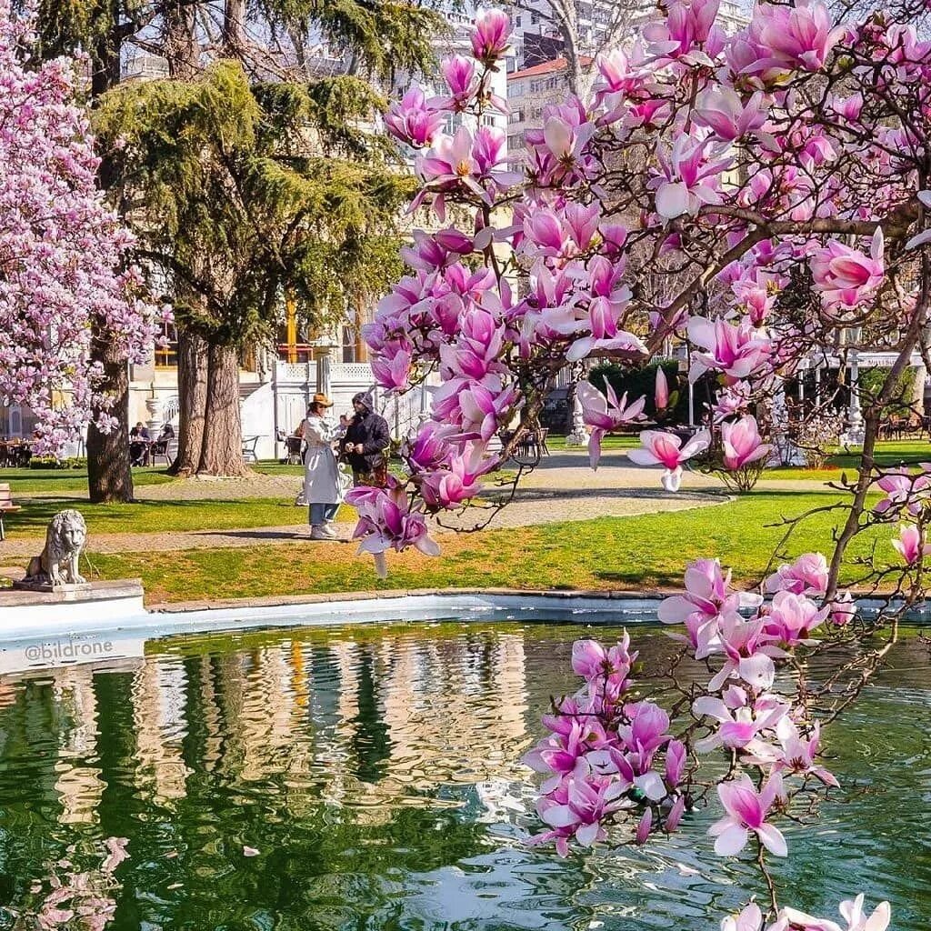 Парк Ыхламур Стамбул. Цветение магнолии в Стамбуле. Парк Гюльхане в Стамбуле. Парк Ihlamur Kasri. Стамбул весной