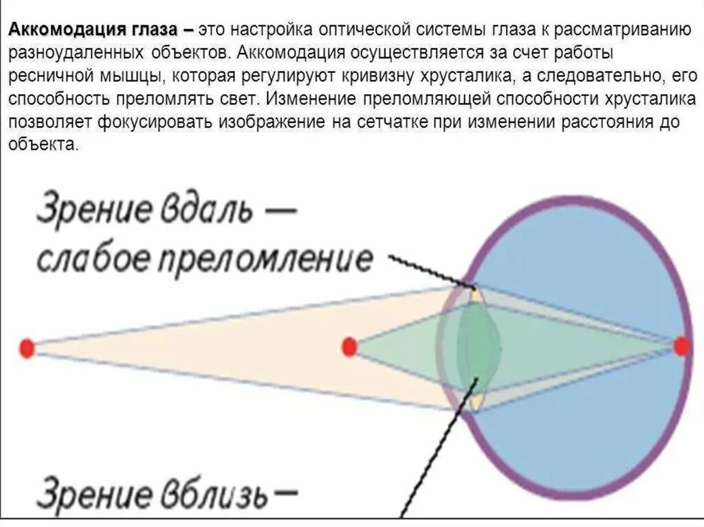 Аккомодация за счет. Аккомодация глаза. Аккомодационная система глаза. Оптическая система глаза аккомодация. Аккомодация способность глаза фокусировать изображение.