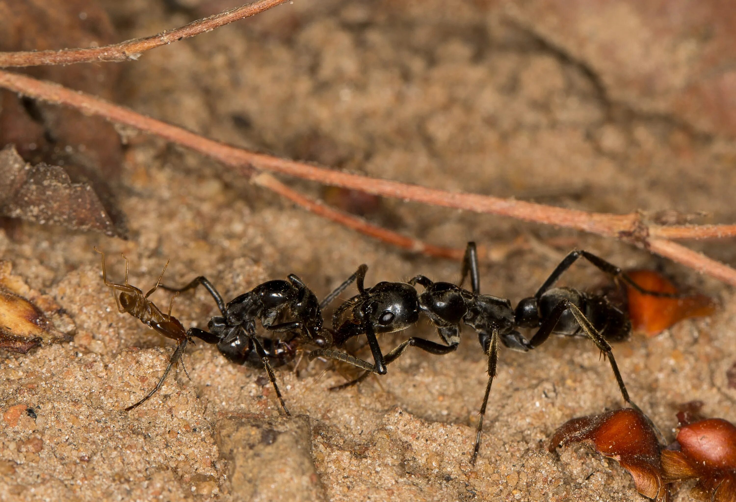 Название армейского муравья. Муравьи матабеле. Муравьи мегапонера. Dorylus муравьи. Термиты и муравьи матабеле.