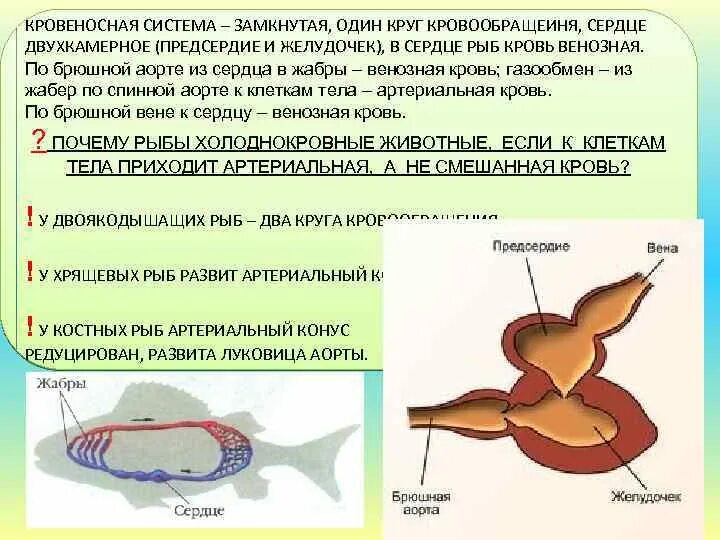 Желудочек сердца хрящевых рыб