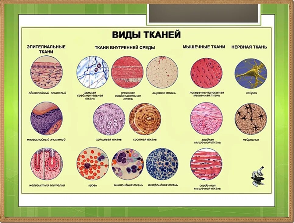 Почему ткани выполняют разные функции. Типы тканей биология 8. Типы тканей биология 8 класс. Клетки и ткани человека биология 8 класс. Ткани животной клетки 5 класс биология.