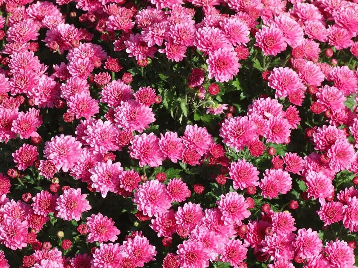 Хризантема сорт пинк. Хризантема помпон пинк. хризантема blenda pink. хризантема sorbet berry. хризантема мелкоцветковая blenda pink.