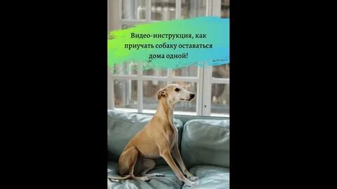 Собака не может оставаться одна
