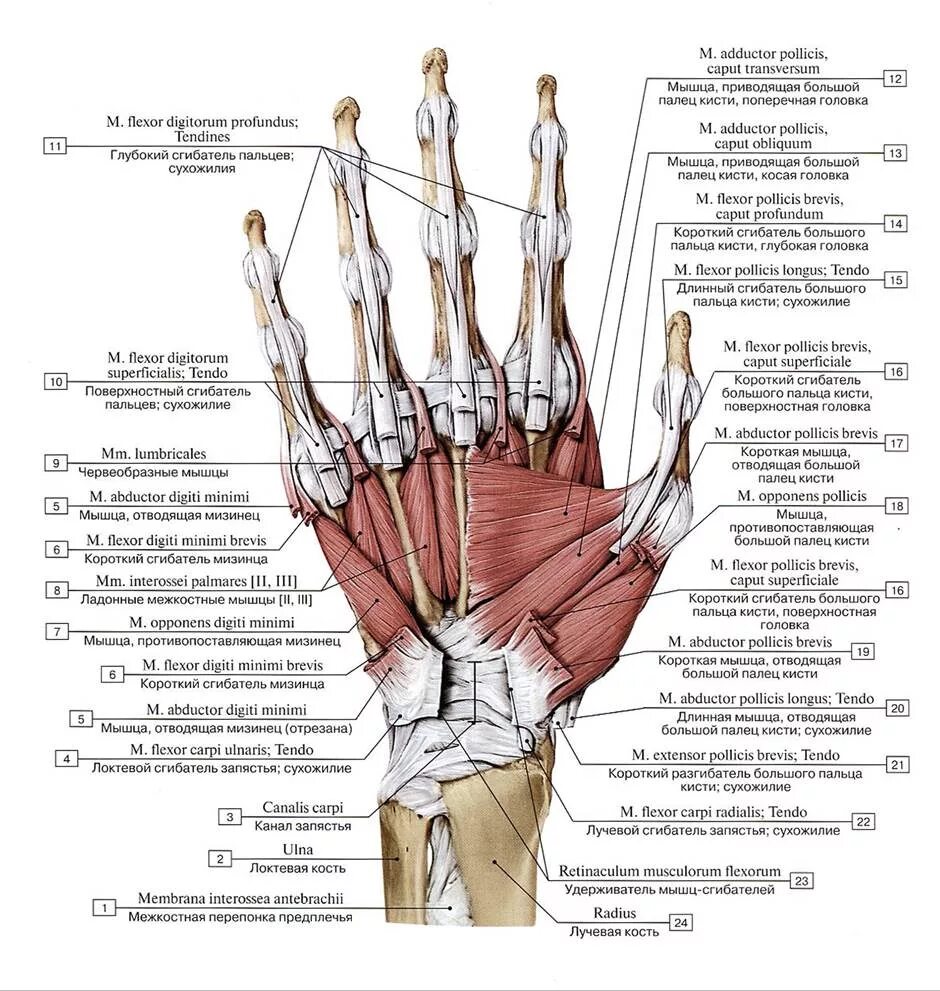 Связки на руке. Сухожилия сгибателей пальцев кисти. Мышцы кисти вид спереди. Сухожилия сгибателей кисти анатомия. Сгибатели пальцев кисти анатомия.