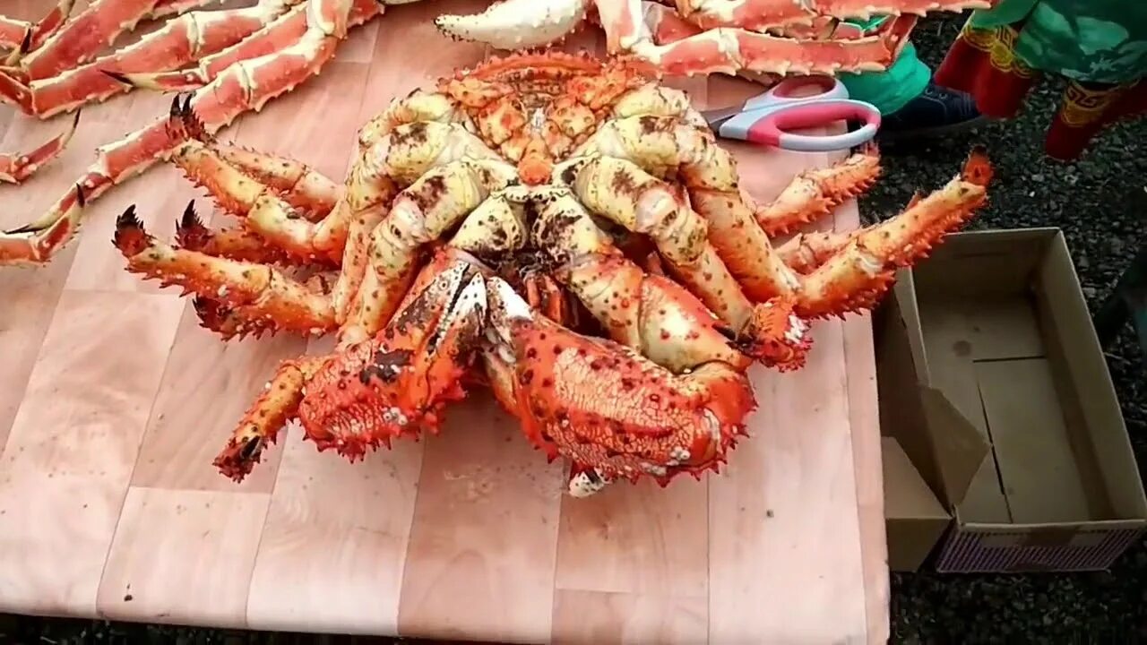 Камчатский краб взморье сахалин. Сахалин крабы. Аляскинский королевский краб. Крабовый рынок взморье сахалин. Сахалин крабы.