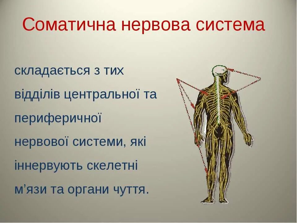 Нервова система. Нервова система це. Какая нервова система. Соматична нервова система 8 класс.