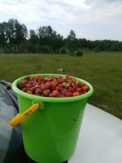 Поехавшая июнь