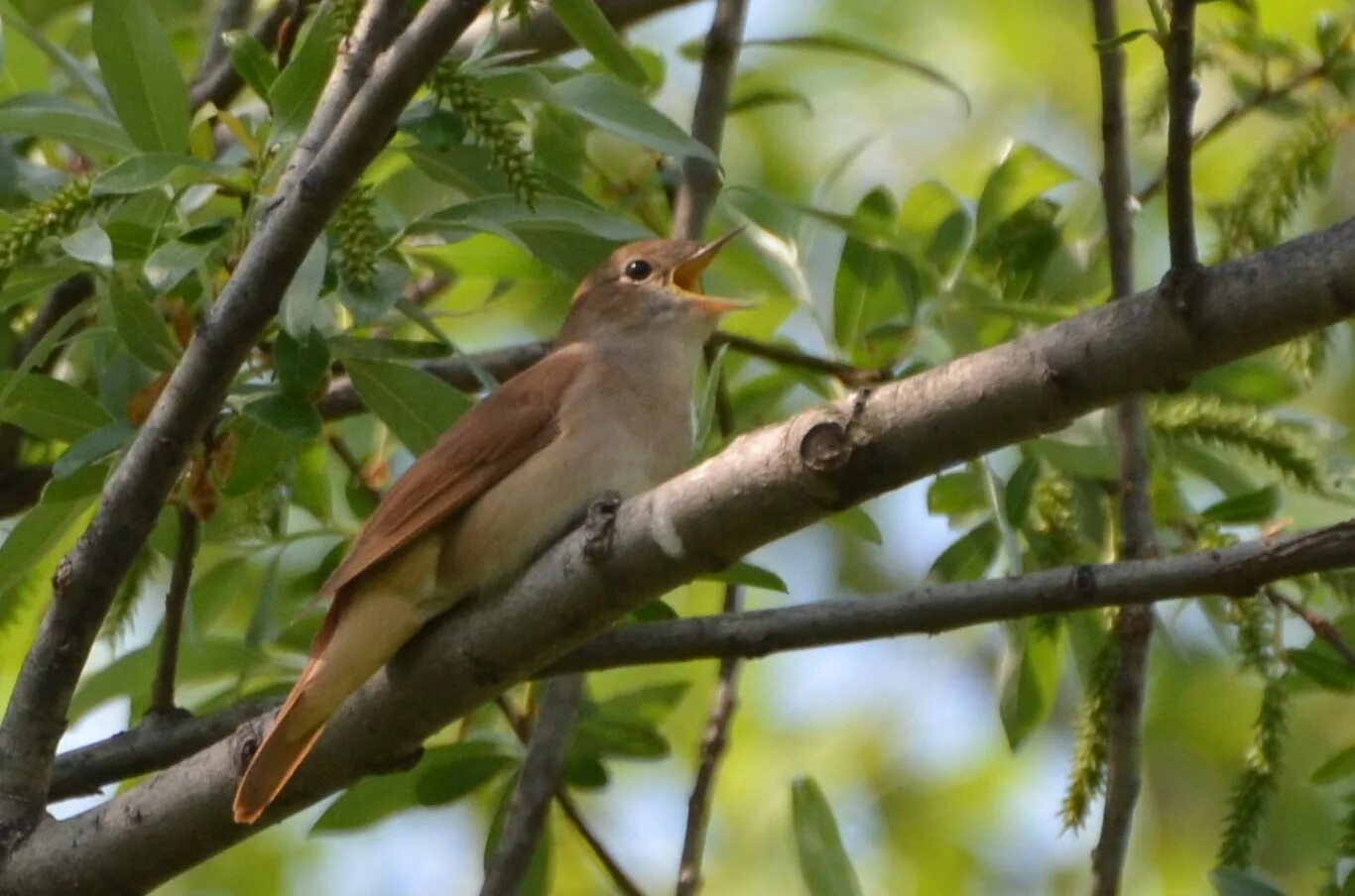 Luscinia megarhynchos. Певчие птицы Соловей. Родина Соловей. Степной Соловей.