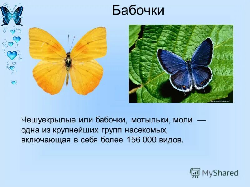 Зеленые страницы бабочки 2 класс. Чешуекрылые бабочки моли мотыльки. Бабочки для презентации. Бабочки окружающий мир 2 класс. Зеленые страницы бабочки.
