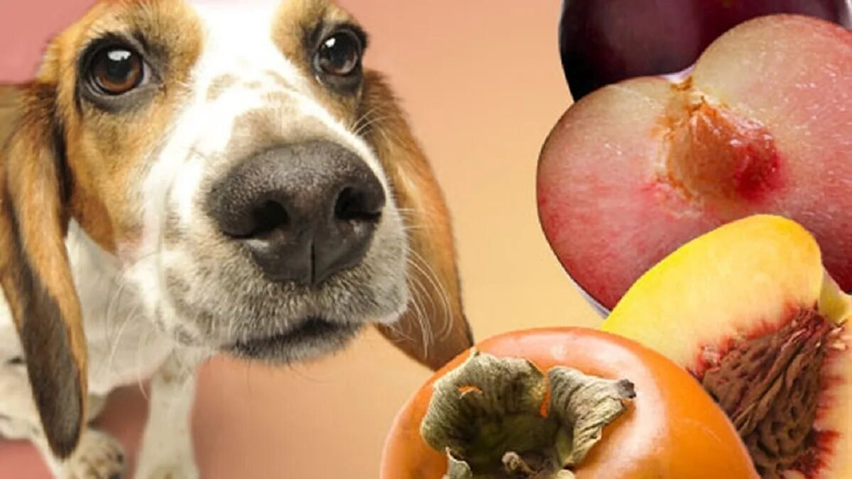 Можно щенка яблоко. Собака ест овощи и фрукты. Овощи для собак. Животные фрукты. Собака персик.