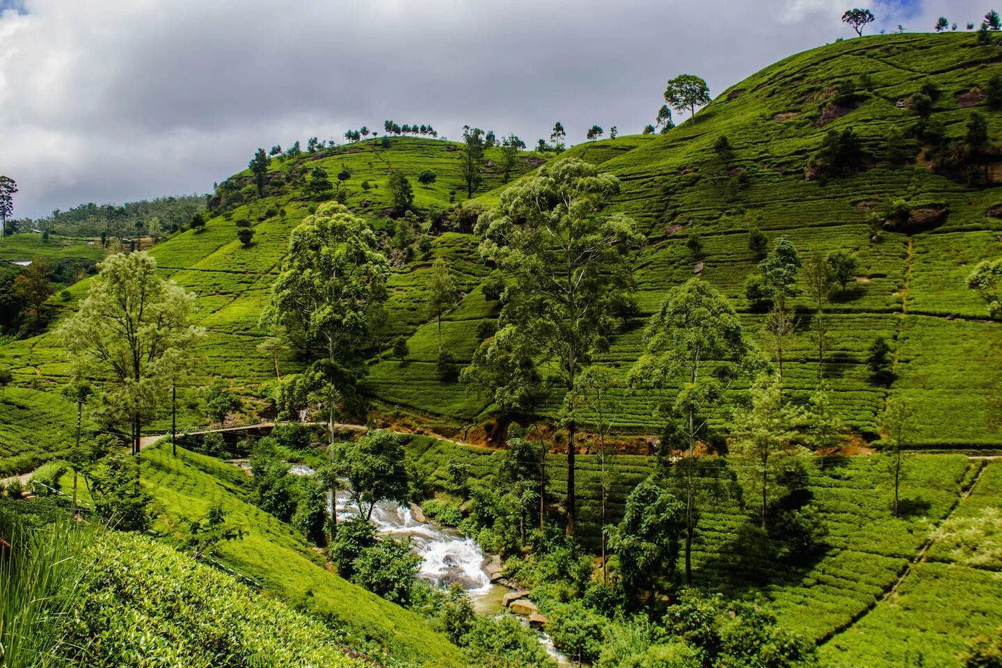 Шри ланка плантации чая. Чайные плантации нувара элия. Нувара элия шри ланка достопримечательности. Нувара элия шри ланка город. Нувара элия шри ланка.