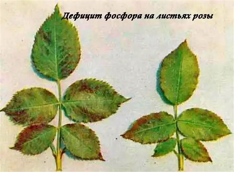 Как отличить по листьям розу