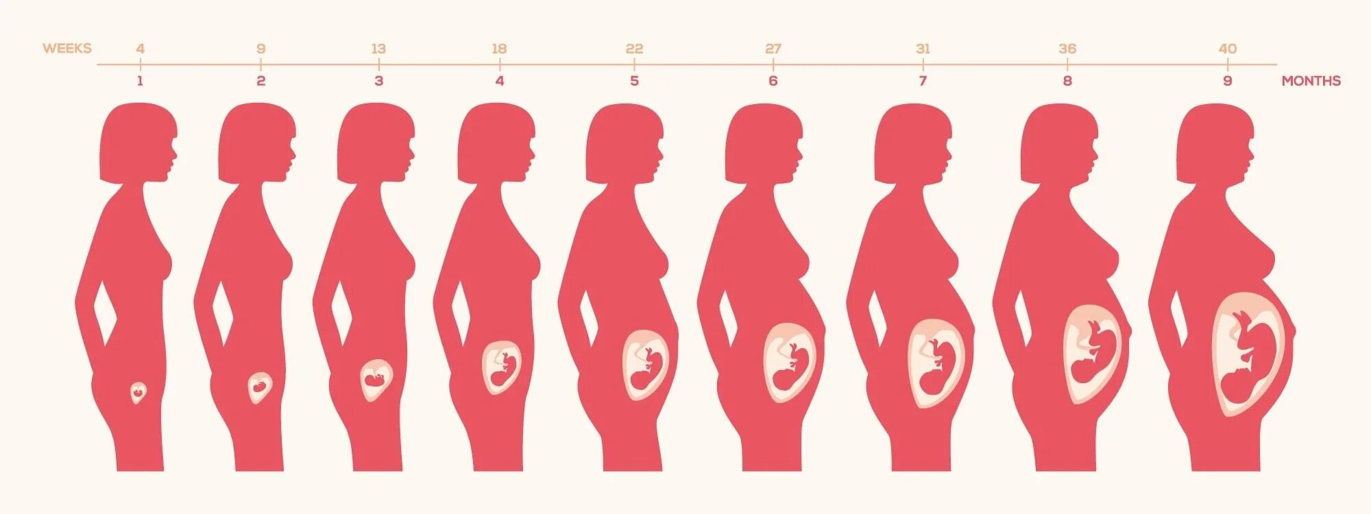 Этапы роста ребенка в утробе. Расположение ребенка в животе по неделям. Беременность на разных сроках. Расположение малыша в матке по неделям.