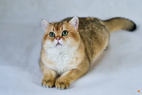 Коте 25