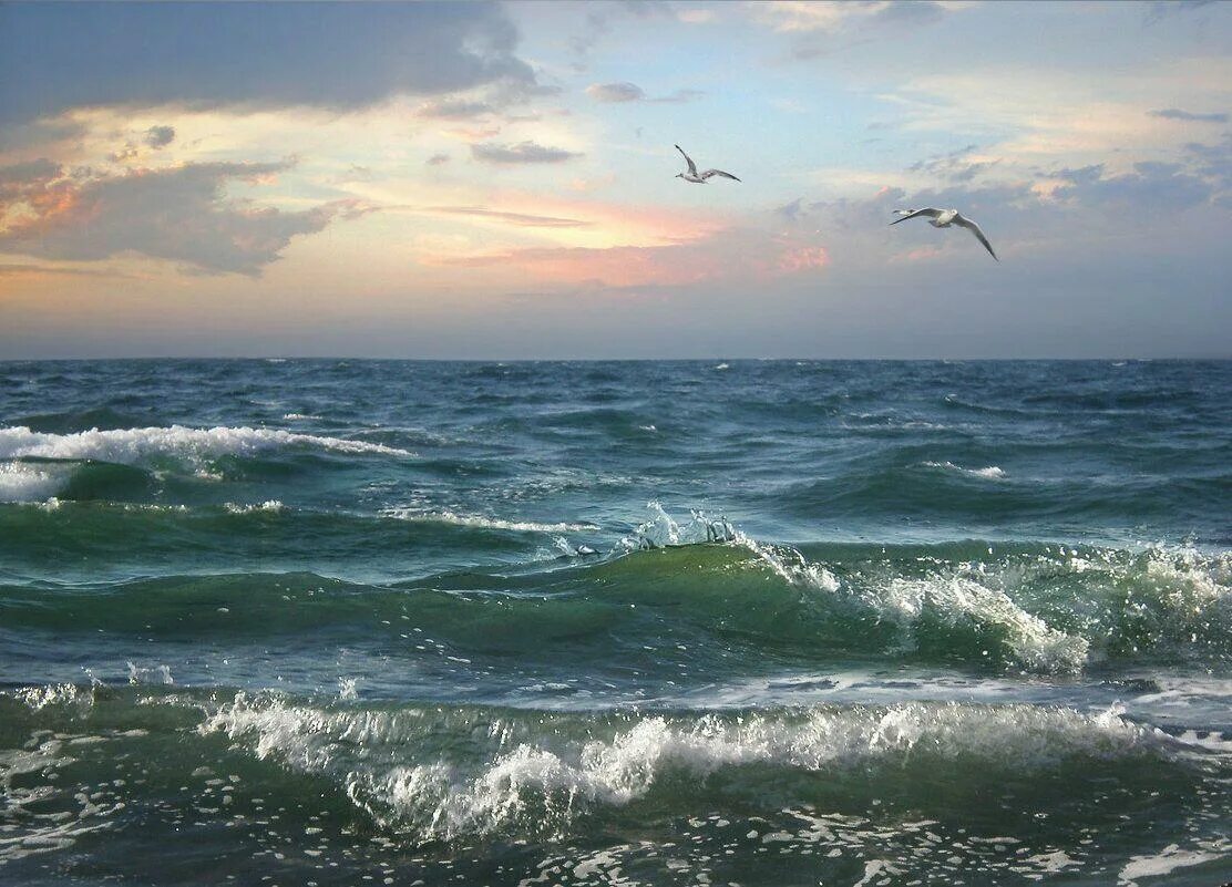 Волны и чайки над морем. Морской Прибой в Севастополе. Море волны Чайки.