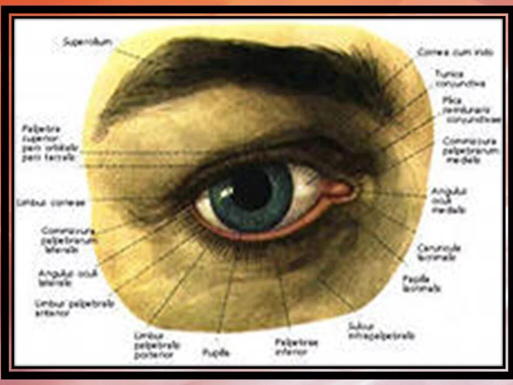 Конъюнктивит мешок конъюнктивальный. Внешнее строение глаза. Глаз строение глаза. Анатомия глаза.