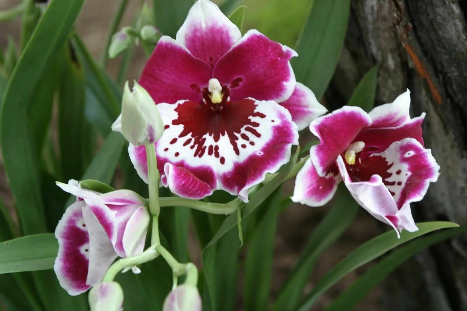 Какие сорта орхидеи. Мильтония. Орхидея Miltonia. Мильтония (Miltonia). Мильтониопсис Орхидея сорта.
