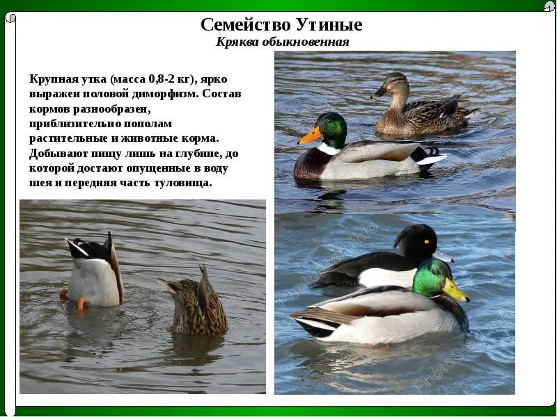 Биологическое значение утки кряквы. Кряква половой диморфизм. половой диморфизм утки кряквы. половой диморфизм утки. строение утки кряквы.