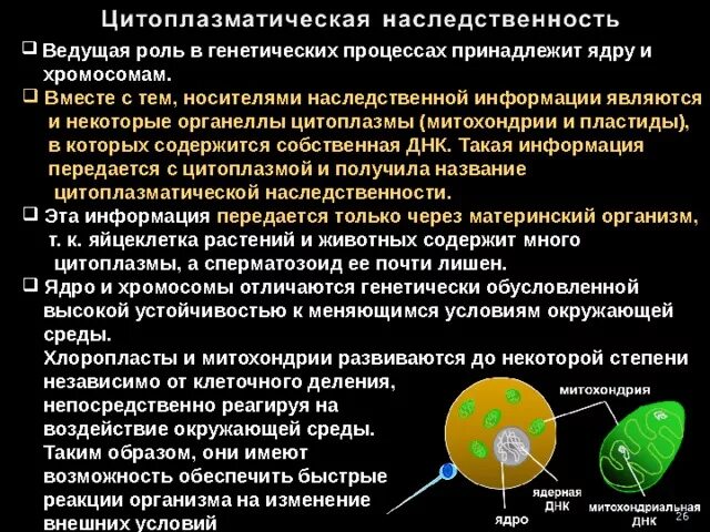 Ядерная структура несущая наследственную информацию. Ядерная и цитоплазматическая наследственность и их особенности. генотип как целостная система кратко.